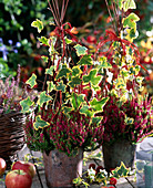 Calluna vulgaris 'Dark Beauty', Hedera