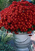 Dendranthema Dream-Star Mulitflora 'Wuhai' Garden-Mums