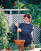 Grow stems from abutilon