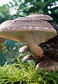 Shiitake-Pilze auf Sägemehl als Fertigkultur