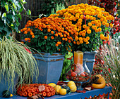 Dendranthema Garden-Mums 'Urania' (bronze), 'Kalliope' (orange)