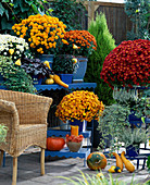 Dendranthema Garden-Mums 'Taku' (weiß), 'Ziu' (orange), 'Urania' (bronze), ''Plutonia' (goldbronze)