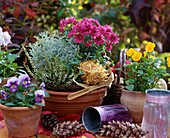 Calluna vulgaris, Santolina chamaecyparissus, Dendranthema / Herbstchrysantheme