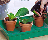 Hydrangea (Hydrangea) cuttings propagation