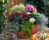 Schale mit Hedera (Efeu), Lavandula, Sedum (Fetthenne), Erysimum (Goldlack), Lysima