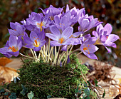 Crocus speciosus, (autumn crocus)