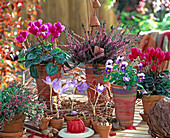 Sedum, cyclamen (cyclamen violet), calluna (broom heather)