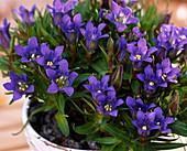 Gentiana scabra (autumn gentian)