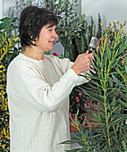 Use a magnifying glass to check for pests even in the wintering quarters