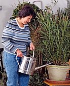 Watering container plants also in winter quarters