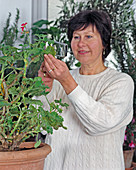 Kübelpflanzen im Winterlager: Gelegentliche Kontrolle