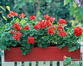 Farm Garden Geraniums in red wooden balcony box