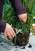 Cut back summer bulbs (here Acidanthera) in autumn