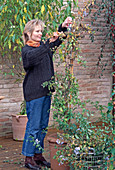 Autumn pruning for wintering of Plumbago (Leadwort)