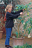 Datura / Engelstrompete im Herbst zurückschneiden