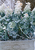 Brassica oleracea / Zierkohl mit Rauhreif im Kasten