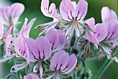 Pelargonium graveolens 'Little Gem'