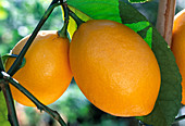 Citrus limon 'Meyeri'