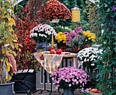 Dendranthema hybrid Garden Mums, Stewartia