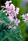 Pelargonium denticulatum