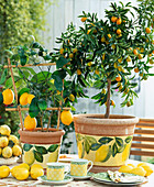 Citrus lime 'Meyeri'