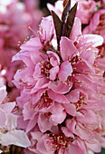 Prunus Persica 'Crimson Var. Bonfire'