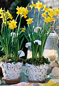 Narcissus 'Tete a Tete' (Daffodils)