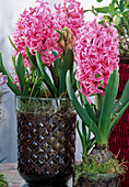 Hyacinthus orientalis