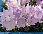 Crocus 'Vanguard'