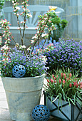 Pot with dwarf apples, Myosotis (forget-me-not)