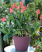 Tulipa greigii