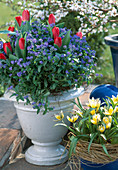 Bowl with Myosotis (forget-me-not), Tulipa hybr. (tulip)