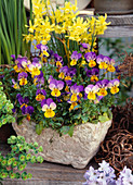 Viola cornuta (horn violet), Narcissus 'Hawera'