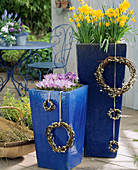 Blue glazed pots with Narcissus 'Tete-a-Tete', Narcissus