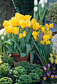 Tulipa hybrid, Narcissus 'Tete a Tete', Viola