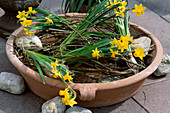 Clay pot with daffodils and twigs (6/6)