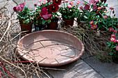 Frühlingsarrangement mit Viola 'Fama Rot' und Bellis