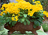 Primula Elatior 'Crescendo Golden Yellow' in iron pot