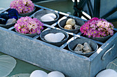 Tin box with pots (Primula denticulata) globe primroses