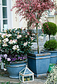 Rhododendron underplanted with Viola (Pansy)