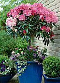 Rhododendron yakushimanum 'Floralies' underplanted