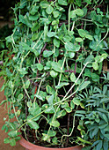 Tendered peas in terracotta on a travel rig