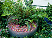 Fern in plastic pot with coloured stones