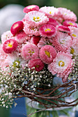 Bellis (Daisies), Gysophila (Gypsophila)