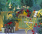 Cordyline, Penstemon, Datura, Bidens