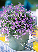 Lobelia erinus 'Cambridge Blue'