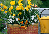Gelber Kasten mit Narcissus, Tulipa, Viola (Hornveilchen)