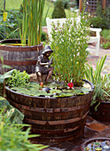 Wooden barrels with Nymphaea hybrid 'Froebelii', Mimulus ringens