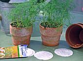 Sowing anethum (dill) with seed discs