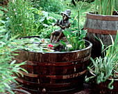 Wooden water barrel with Nymphaea 'Froebelii' (bad weather water lily)